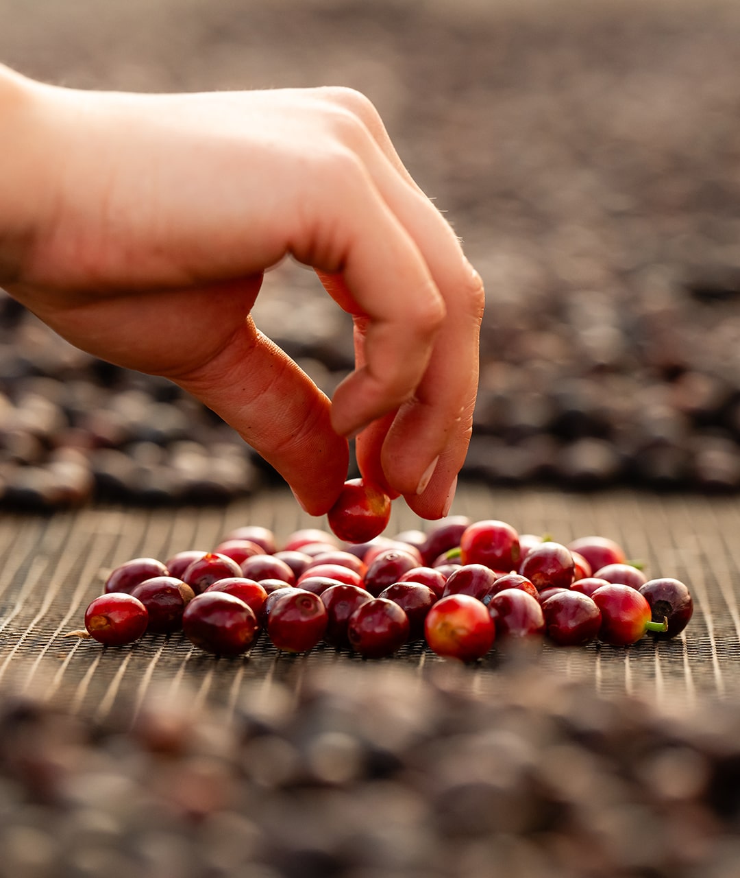 Laudos SCA Gratuitos